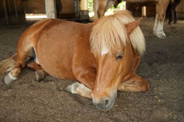 Pony beim Rasten im Stall