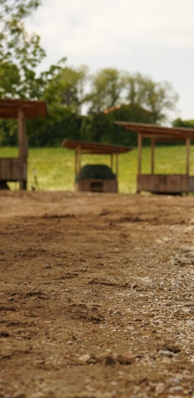 Heu-Fütterung am Reitplatz beim Pferdestall